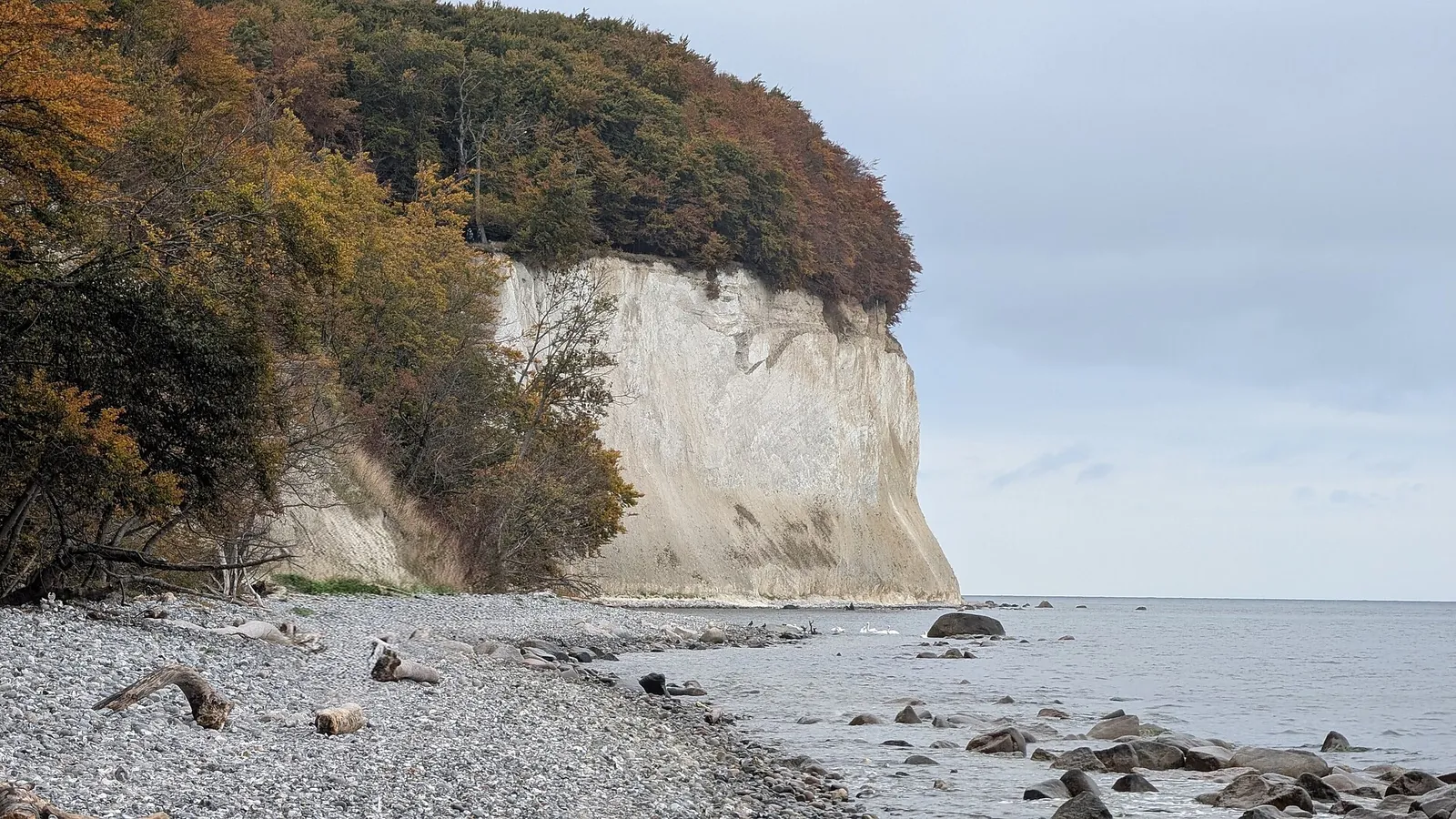 The white chalk cliffs of Rügen's Jasmund National Park dropping into the Baltic Sea