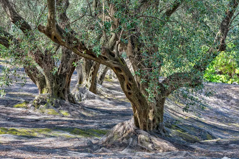 An olive grove in Corfu's lush interior