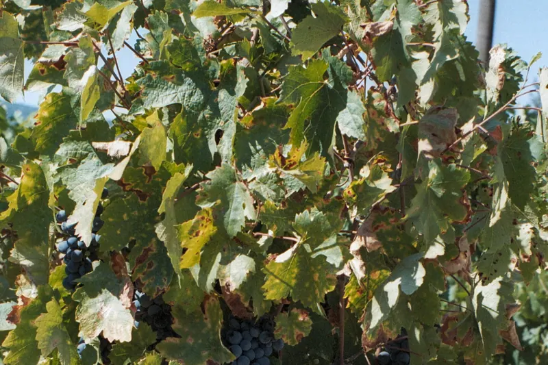 A vine in the Nemea wine region of the Peloponnese
