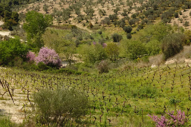 Wine and olive country around Nemea in the Peloponnese