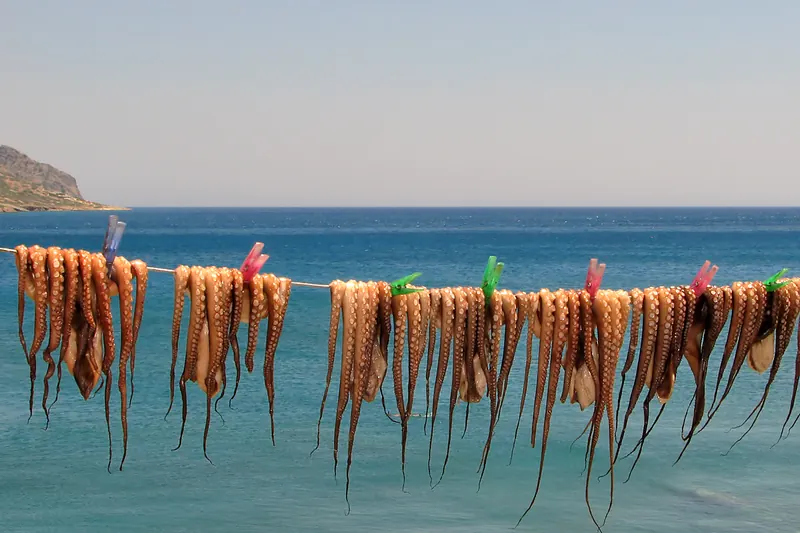 Octopus drying in the sun before grilling