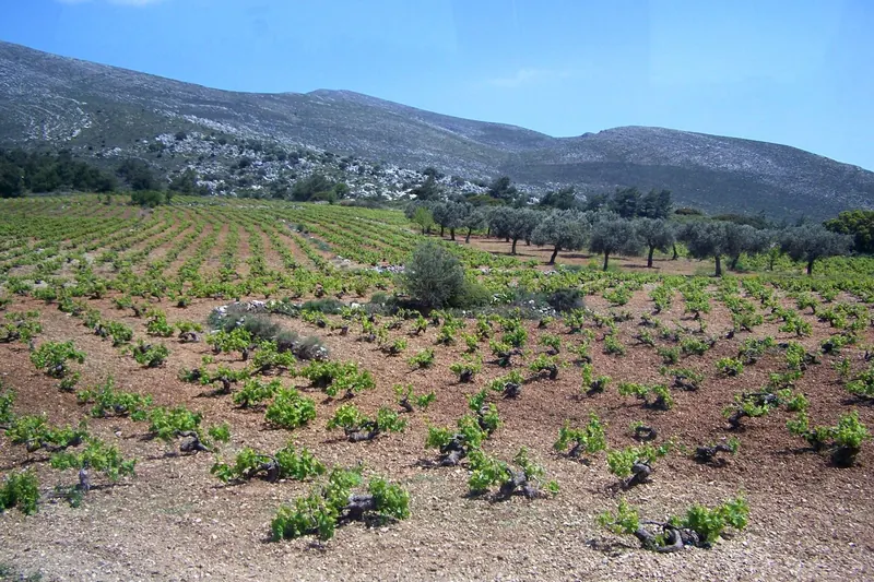 A vineyard in Rhodes' mountain wine country