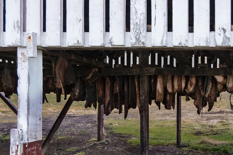 Cubes of hákarl, Iceland's fermented shark meat, served on toothpicks