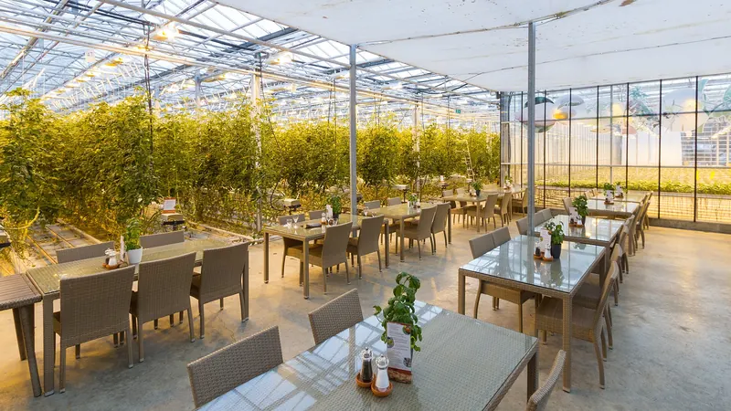 The geothermally heated tomato greenhouse at Friðheimar farm