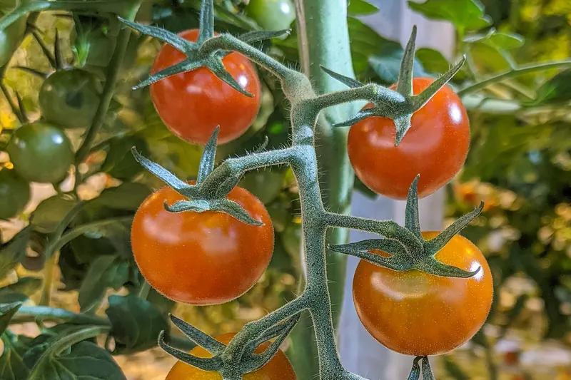 Fresh tomatoes grown at Friðheimar's geothermal greenhouse