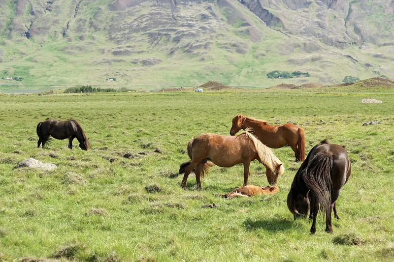 Icelandic horses grazing in a rural field