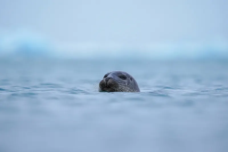 A harbour seal in the water at Jökulsárlón lagoon