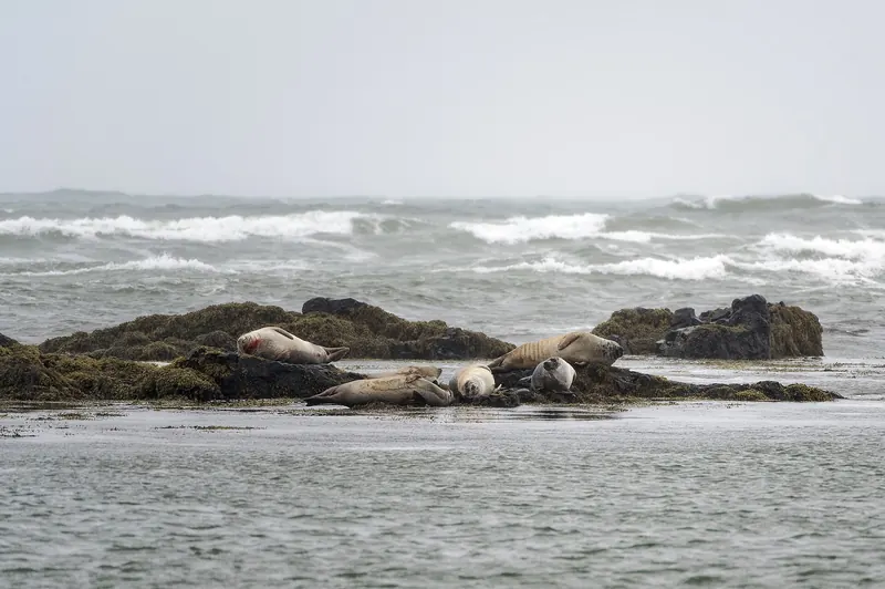 Harbour seals resting on the beach at Ytri-Tunga
