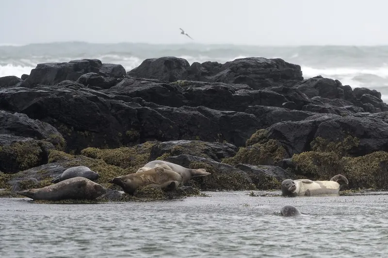 Seals resting on rocks at Ytri-Tunga beach