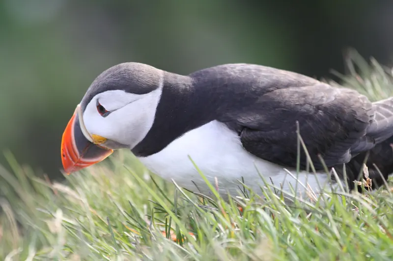 A puffin standing on the grassy edge of the Látrabjarg cliffs