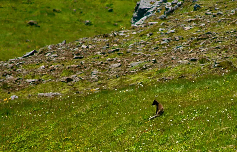 An Arctic fox in the remote Hornstrandir Nature Reserve