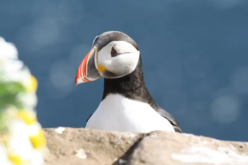 A puffin at the Látrabjarg bird cliffs