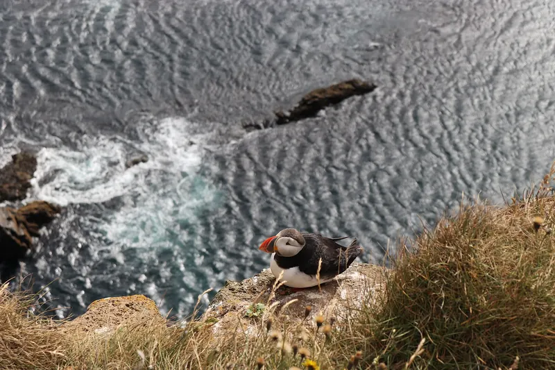 An Atlantic puffin on a grassy cliff ledge
