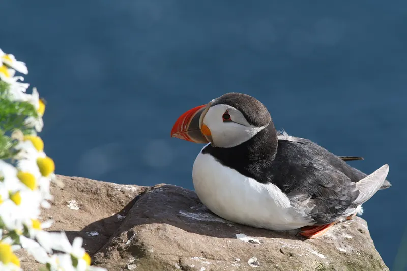 A puffin on a grassy sea cliff at dusk