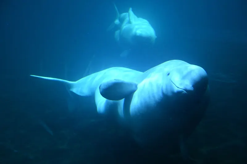Beluga whales in the Sea Life Trust sanctuary bay