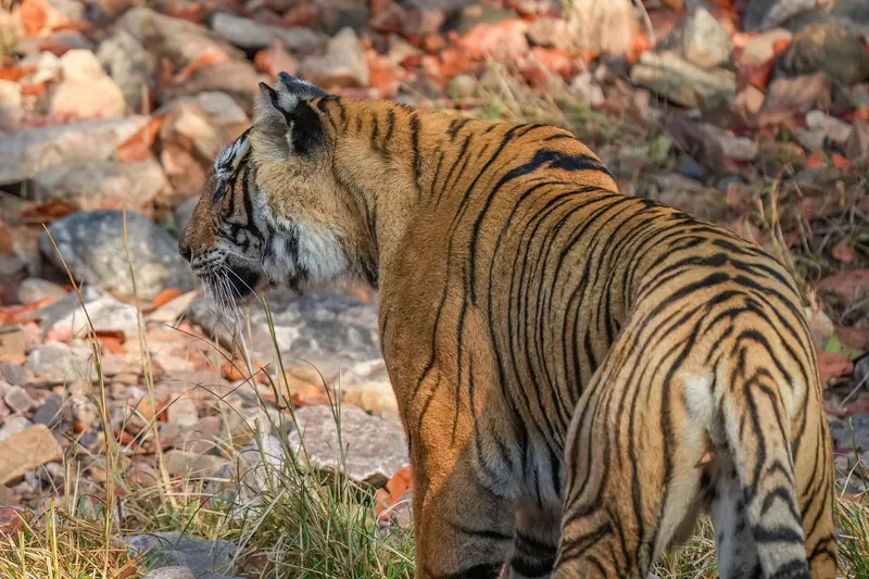 A Bengal tiger in Ranthambore National Park in Rajasthan