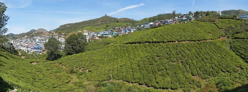 Rolling green tea plantations in the hills around Munnar