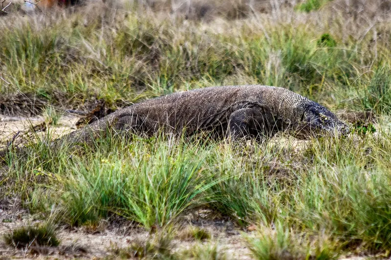 A wild Komodo dragon on Komodo Island, Indonesia