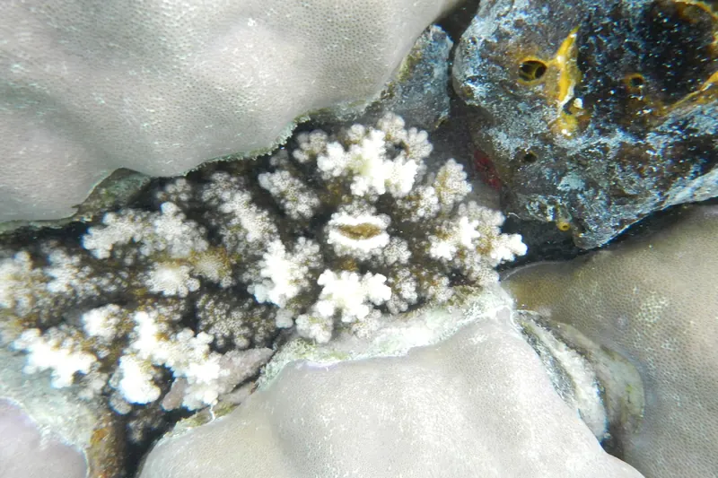 Colourful coral reef and fish in Raja Ampat, Indonesia