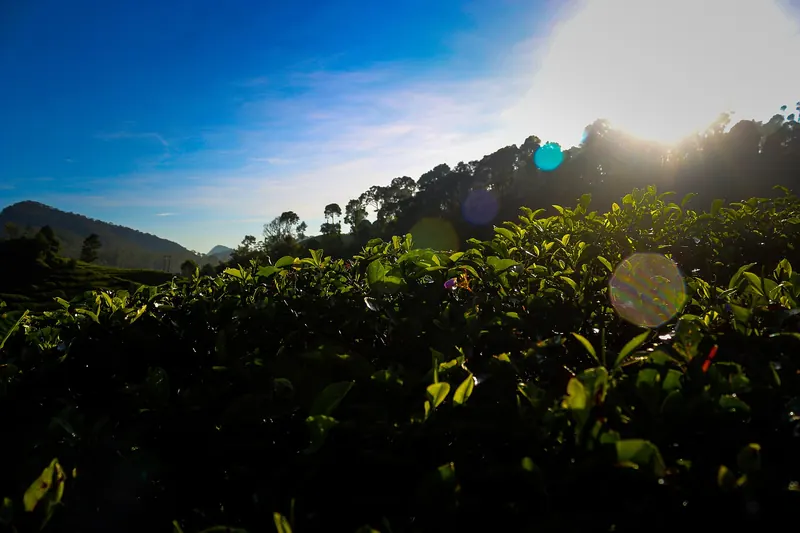 Rolling tea plantations in the Ciwidey highlands near Bandung