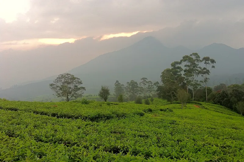 Rolling tea fields near Ciwidey outside Bandung