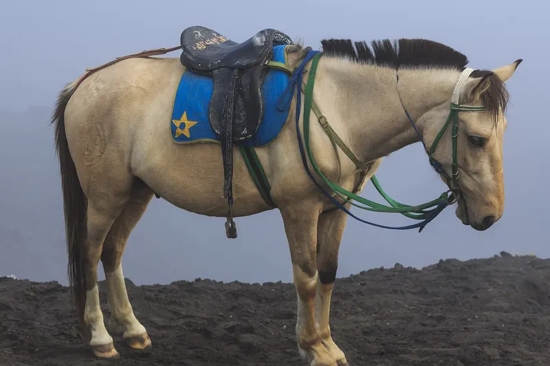 Horses available for hire to cross the Sea of Sand near Mount Bromo