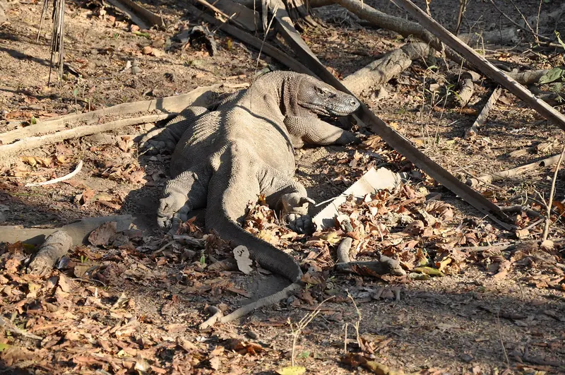 A wild Komodo dragon on Komodo Island