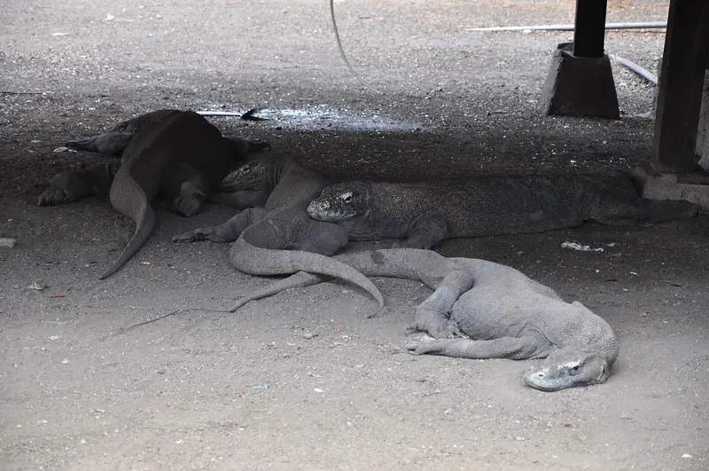 Komodo dragons resting on Rinca Island