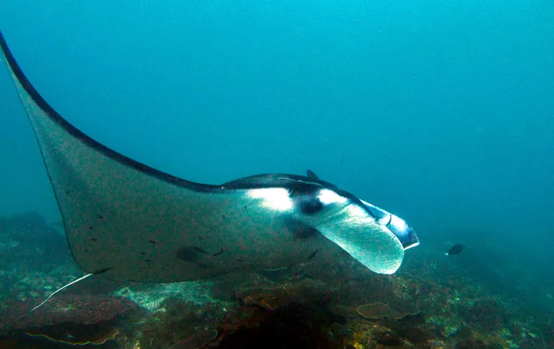 A snorkeller close to a manta ray underwater