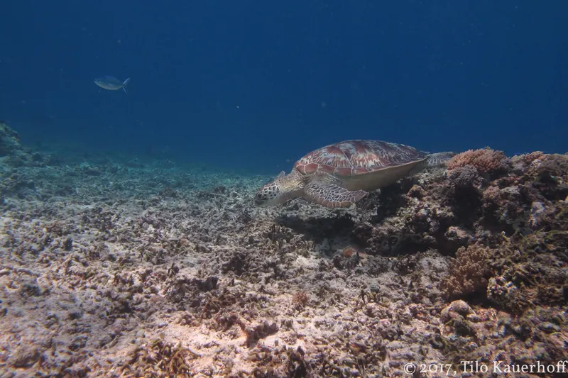 A sea turtle swimming near a snorkeller