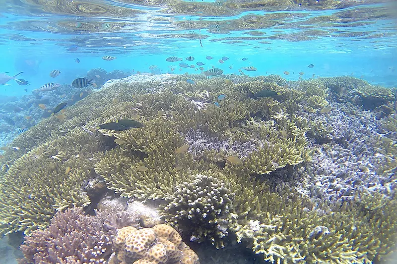 Colourful coral reef in Raja Ampat