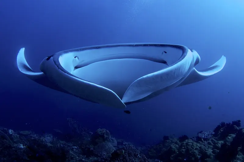 A manta ray at a cleaning station in Raja Ampat