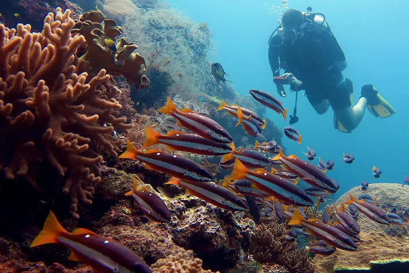 A diver exploring a coral reef in Raja Ampat