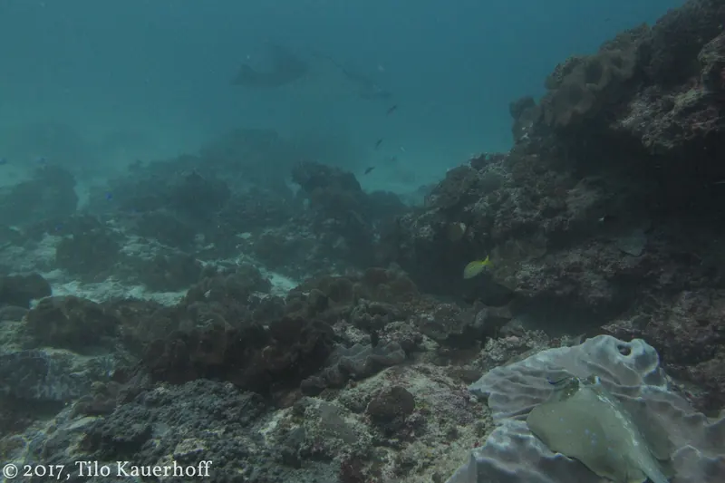 A snorkeller near a manta ray in Raja Ampat