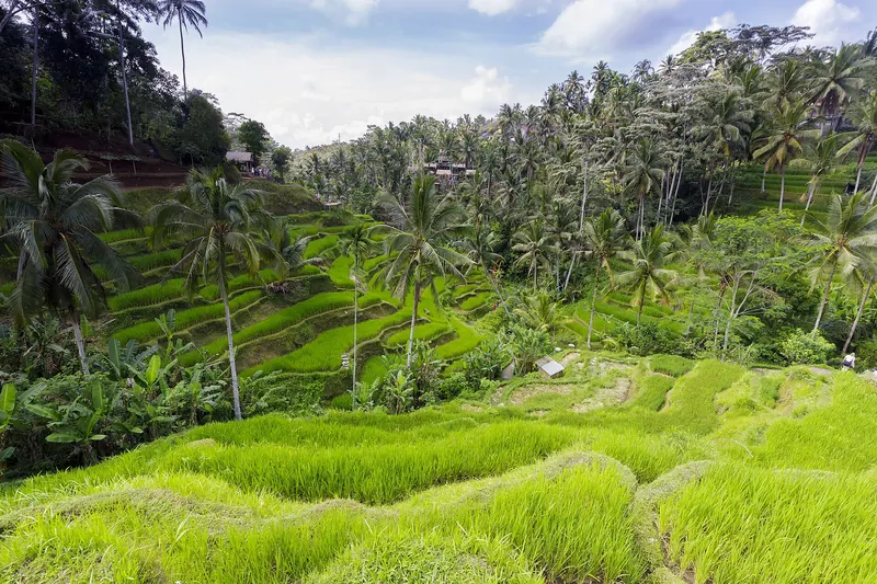 The stepped rice paddies of the Tegalalang Rice Terraces