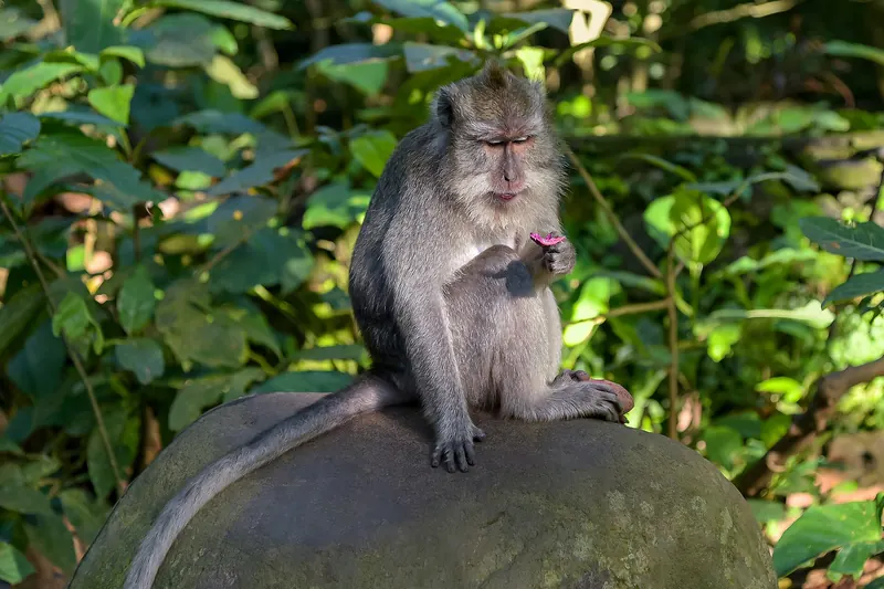 The forested grounds of the Sacred Monkey Forest Sanctuary in Ubud