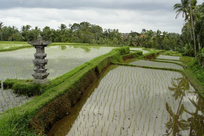 The green ridge trail of the Campuhan Ridge Walk near Ubud