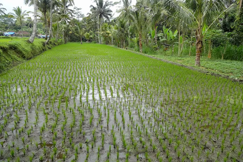 Rice fields in the countryside around Ubud