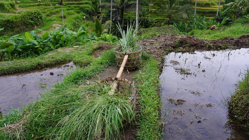The stepped green tiers of the Tegalalang Rice Terraces near Ubud, Bali
