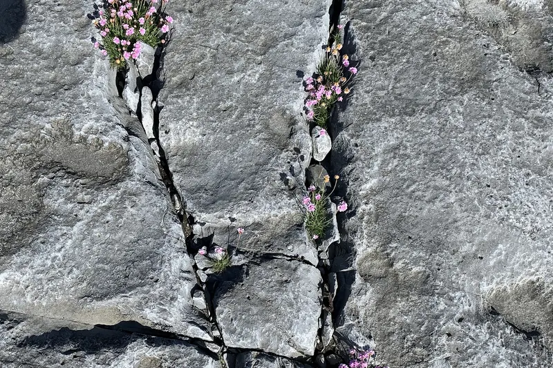 Wildflowers growing in the limestone cracks of the Burren