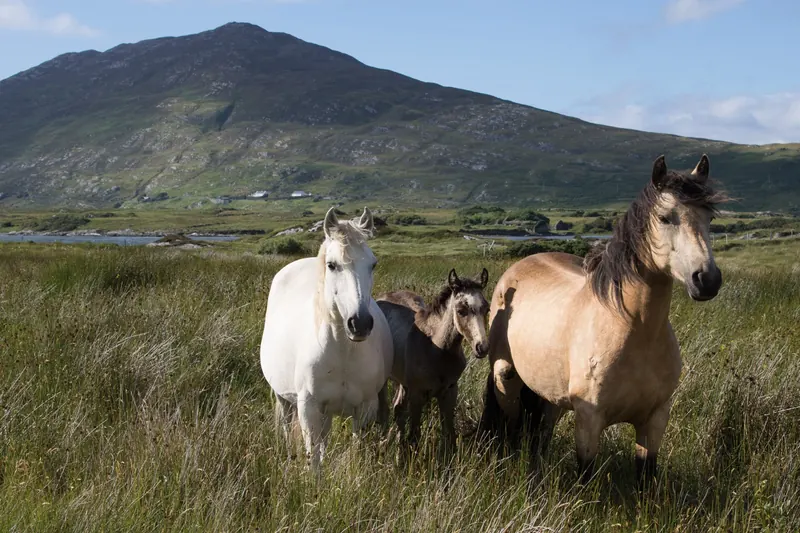 Wild Connemara ponies grazing on open ground