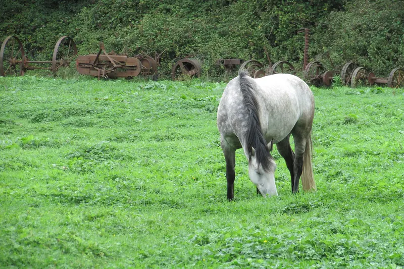 A wild Connemara pony grazing in open countryside