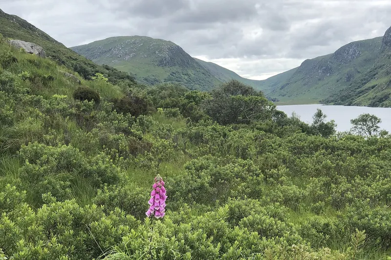 The gardens at Glenveagh Castle in County Donegal