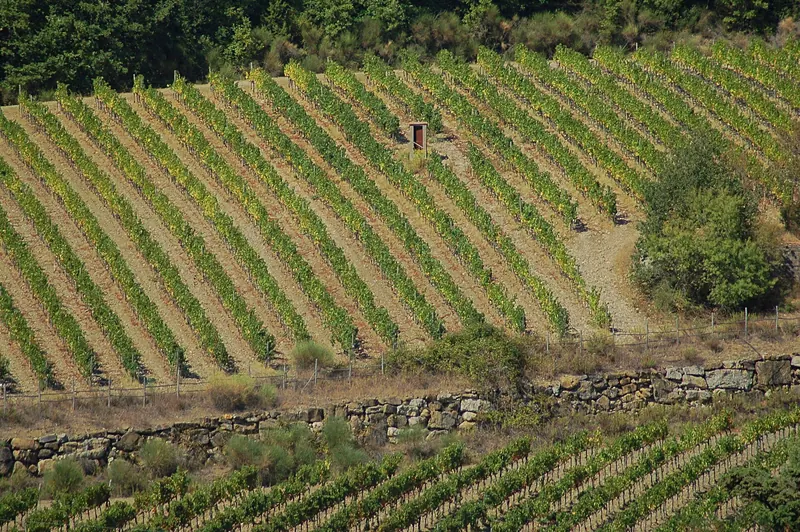 Vineyards in the Chianti Classico valleys of Tuscany