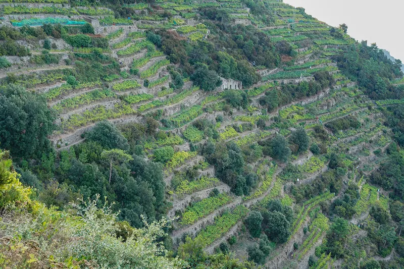 Terraced vineyards above Volastra on the high sanctuary trail route