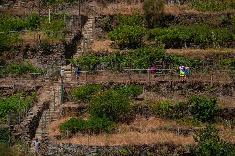 Terraced vineyards near Manarola where the grapes for Sciacchetrà and Cinque Terre DOC are grown