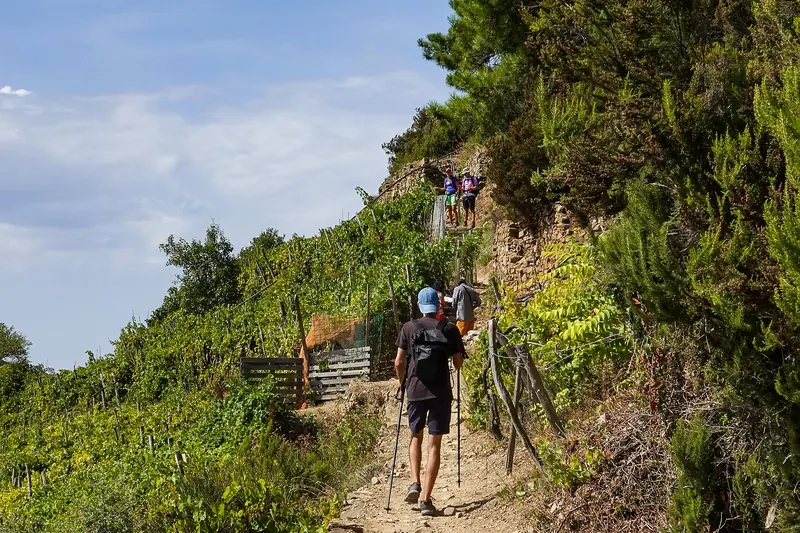 Walkers on a terraced vineyard path between the Cinque Terre villages