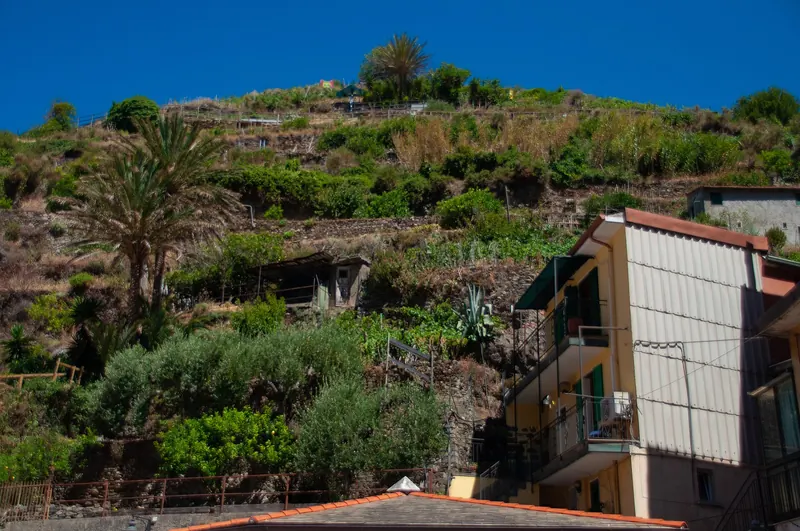 Grapevines grown on dry-stone terraces above Manarola