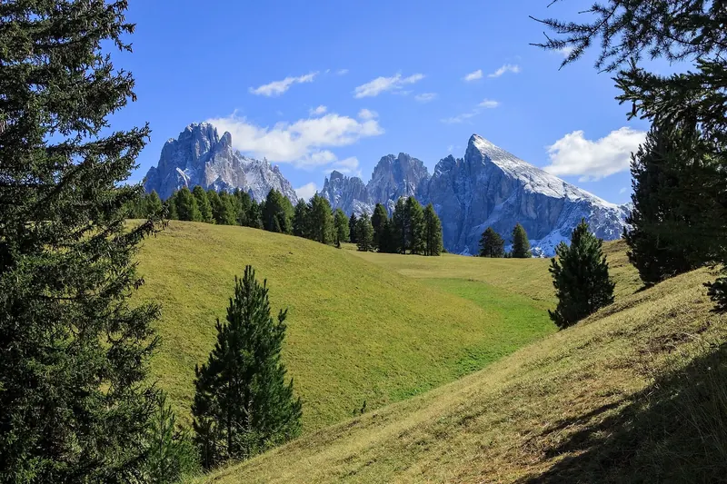 Green alpine meadow at the Alpe di Siusi with jagged peaks rising behind