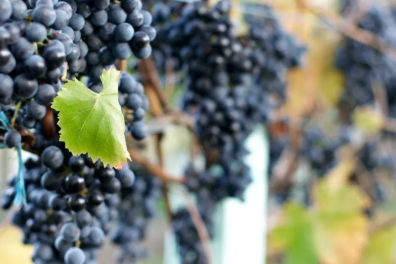Lagrein grapes, the variety behind Alto Adige's dark, savoury red wines